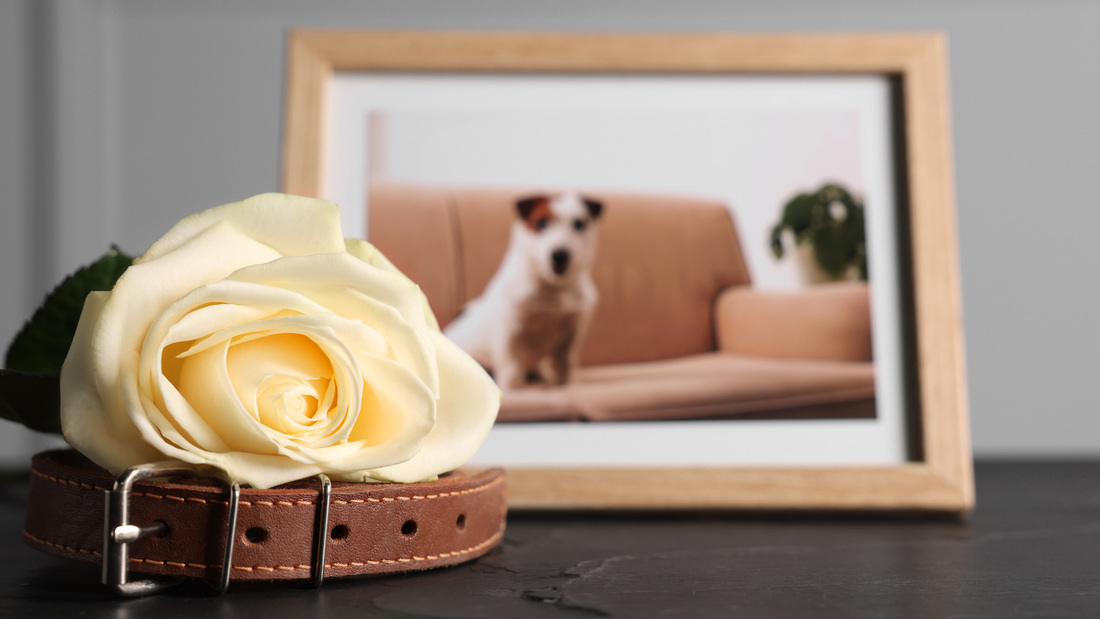 navigating grief pet loss