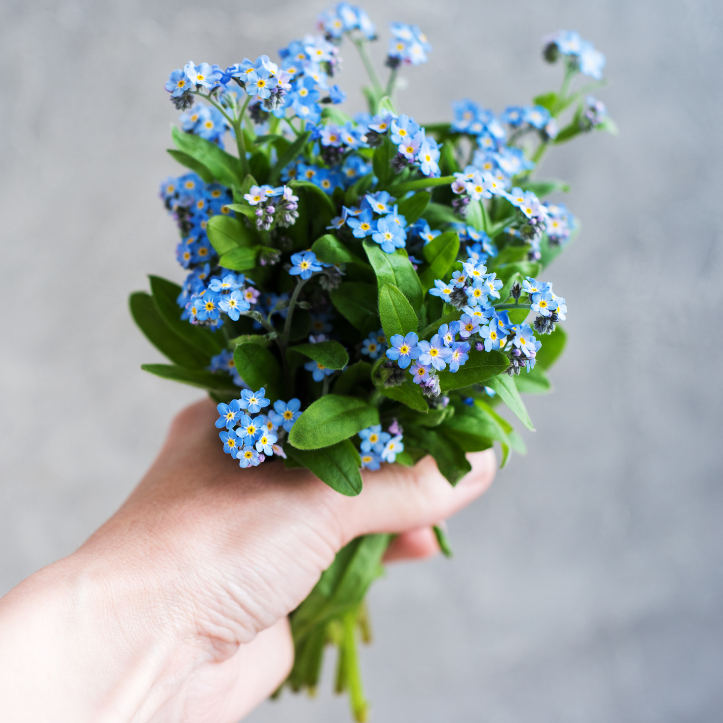 Hand holding a bouquet of blue flowers against a gray background
